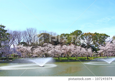 Scenery of Ofukei Pond and cherry blossoms in Meijo Park, Nagoya City Scenery of Ofukei Pond and cherry blossoms in Meijo Park, Nagoya City 107245974