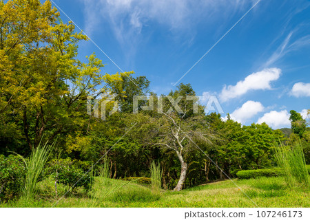 公園樹和藍天 107246173