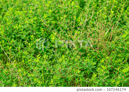 野草 107246174