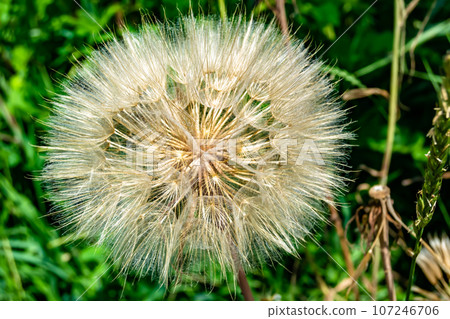 Beautiful wild growing flower seed dandelion on background meadow Beautiful wild growing flower seed dandelion on background meadow 107246706