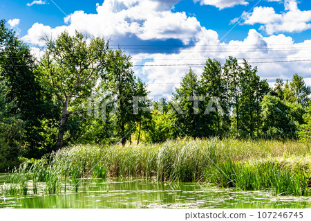 Beautiful grass swamp reed growing on shore reservoir in countryside Beautiful grass swamp reed growing on shore reservoir in countryside 107246745