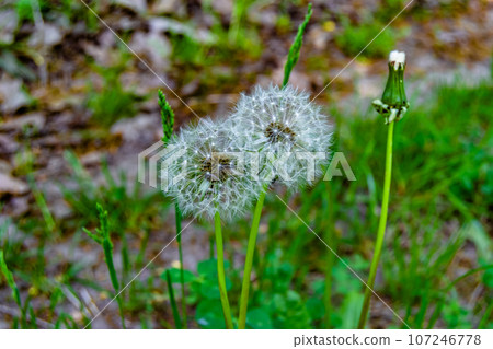 Beautiful wild growing flower seed dandelion on background meadow 107246778