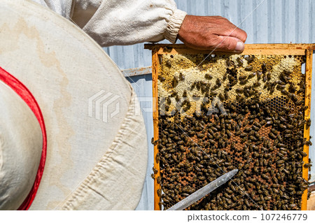 Winged bee slowly flies to beekeeper collect nectar on private apiary 107246779