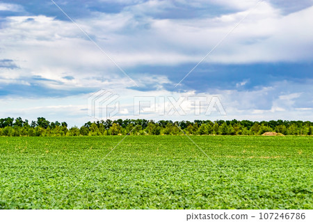 Beautiful horizon scenery in village meadow on color natural background Beautiful horizon scenery in village meadow on color natural background 107246786