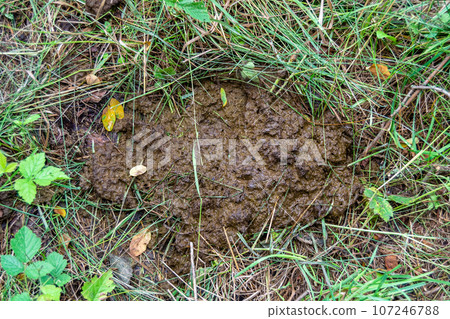 Photography on theme fresh cow dung lies on manure animal farm 107246788