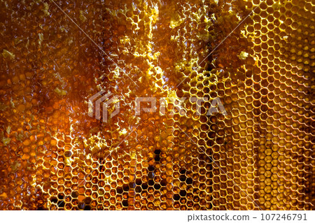 Drop of bee honey drip from hexagonal honeycombs filled with golden nectar Drop of bee honey drip from hexagonal honeycombs filled with golden nectar 107246791