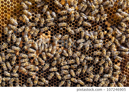 Abstract hexagon structure is honeycomb from bee hive filled 107246905