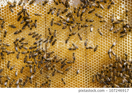 Abstract hexagon structure is honeycomb from bee hive filled 107246917