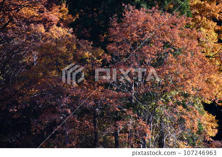 米澤腹地的紅葉在陰影中顯得更加美麗 107246963