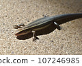 Japanese lizard with a big belly 107246985