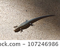 Japanese lizard with big belly 107246986