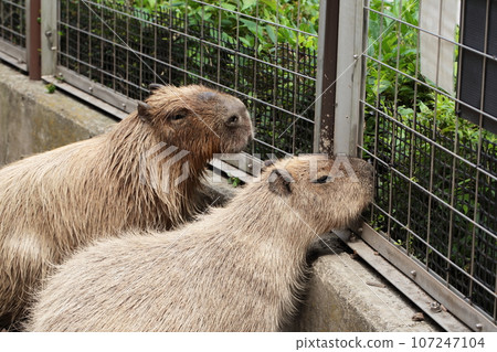 埼玉縣狹山市智高山公園兒童動物園水豚 107247104