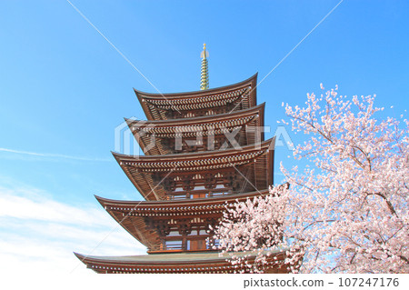 Nagoya city, Kakuozan Nittaiji five-storied pagoda and cherry blossom scenery Nagoya city, Kakuozan Nittaiji five-storied pagoda and cherry blossom scenery 107247176
