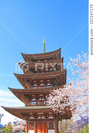 Nagoya city, Kakuozan Nittaiji five-storied pagoda and cherry blossom scenery Nagoya city, Kakuozan Nittaiji five-storied pagoda and cherry blossom scenery 107247179