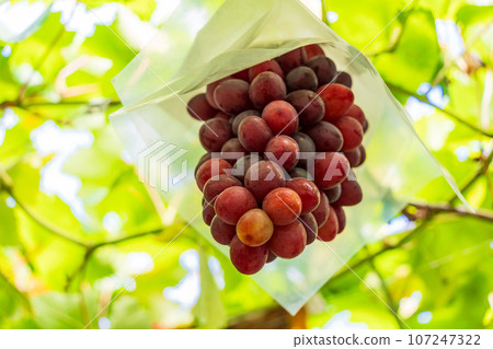 (Yamanashi Prefecture) Grape picking, vineyard grapes Oriental Star 107247322
