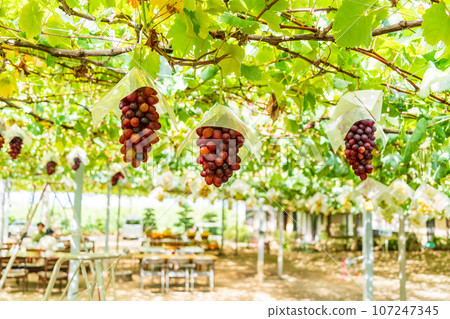 （山梨縣）葡萄採摘、葡萄園葡萄 Oriental Star 107247345