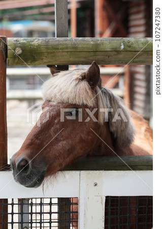 埼玉縣狹山市智古山公園兒童動物園小馬 107247380