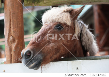 Chikozan Park Children's Zoo Pony, Sayama City, Saitama Prefecture 107247382