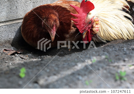 Chikozan Park Children's Zoo Chicken, Sayama City, Saitama Prefecture 107247611