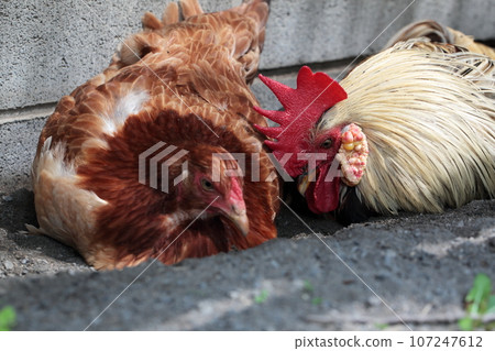 Chikozan Park Children's Zoo Chicken, Sayama City, Saitama Prefecture 107247612