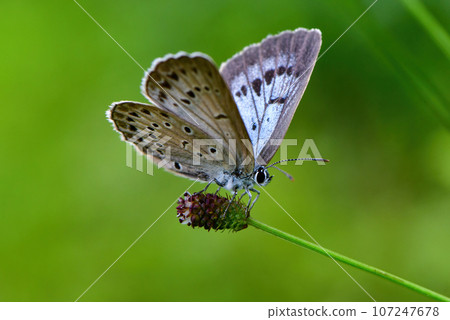 仲夏高地可見的藍色小蝴蝶。 107247678