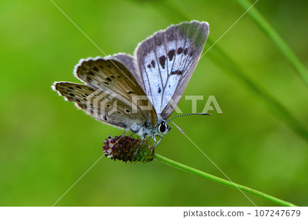 A small blue butterfly that can be seen on the highlands in midsummer. A small blue butterfly that can be seen on the highlands in midsummer. 107247679