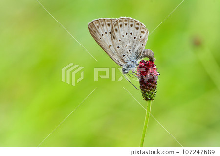 A small blue butterfly that can be seen on the highlands in midsummer. 107247689