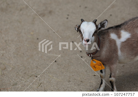 Chikozan Park Children's Zoo Baby Goat, Sayama City, Saitama Prefecture Chikozan Park Children's Zoo Baby Goat, Sayama City, Saitama Prefecture 107247757