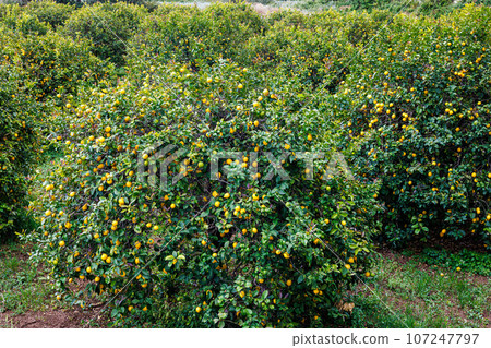 Lemons ripening in orchards on the island of Sicily 107247797