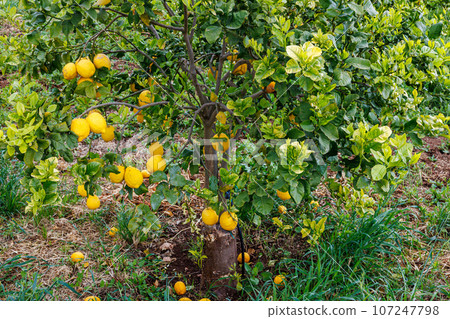 Lemons ripening in orchards on the island of Sicily 107247798