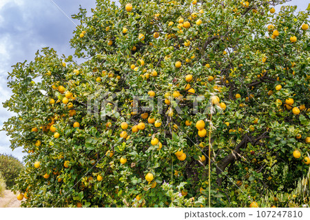 Lemons ripening in orchards on the island of Sicily Lemons ripening in orchards on the island of Sicily 107247810