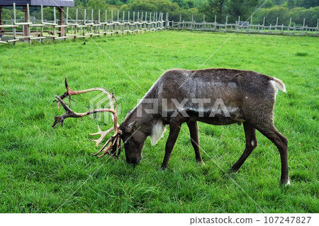 Photographed in Horonobe Town, Hokkaido: Reindeer at Horonobe Reindeer Tourist Farm Photographed in Horonobe Town, Hokkaido: Reindeer at Horonobe Reindeer Tourist Farm 107247827