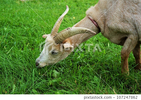 Goat at Horonobe Reindeer Tourist Farm, photographed in Horonobe Town, Hokkaido 107247862