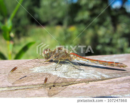 Soft focus on the wings of a dragonfly resting on a wooden surface in the park. Soft focus on the wings of a dragonfly resting on a wooden surface in the park. 107247868