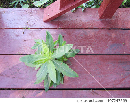 Cirsium arvense - a weed that has grown through the boards of the eco-trail. 107247869