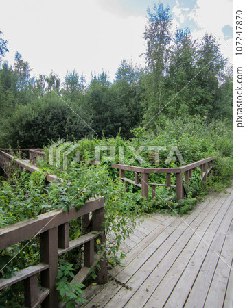 A fork in a wooden eco-path overgrown with grass among the trees. A fork in a wooden eco-path overgrown with grass among the trees. 107247870