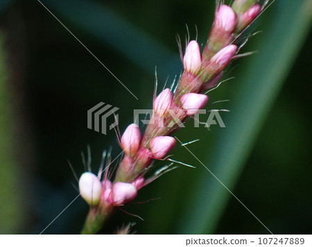 pink dogdate buds 107247889