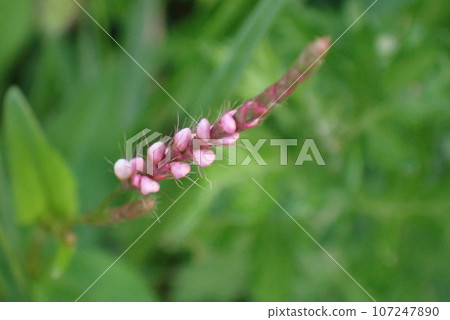 粉紅色的狗棗花蕾 粉紅色的狗棗花蕾 107247890