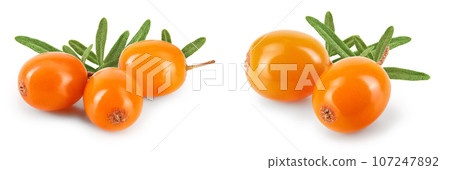 Sea buckthorn. Fresh ripe berry isolated on white background macro 107247892