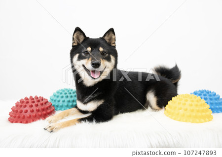 Kuromameshiba Sheri and balance ball sitting against a white background Kuromameshiba Sheri and balance ball sitting against a white background 107247893