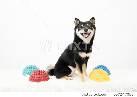 Kuromameshiba Sheri and balance ball sitting against a white background Kuromameshiba Sheri and balance ball sitting against a white background 107247895