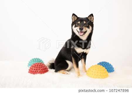 Kuromameshiba Sheri and balance ball sitting against a white background 107247896