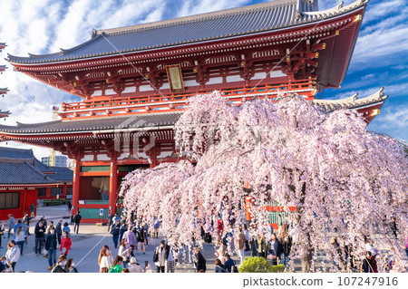 << Tokyo >> Asakusa in spring / Senso-ji Temple with weeping cherry blossoms in full bloom 107247916