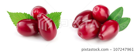 Red berries of cornel or dogwood with leaf isolated on white background Red berries of cornel or dogwood with leaf isolated on white background 107247961