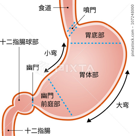 Stomach structure with text - Stock Illustration [107248000] - PIXTA