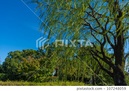 blue sky and weeping willow 107248059