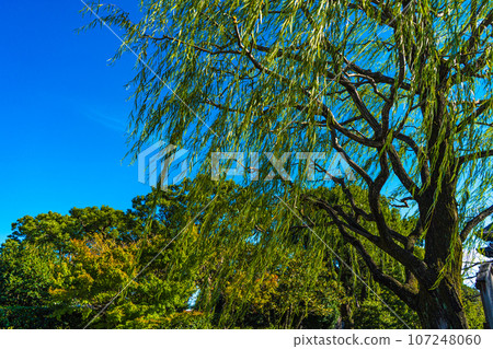 blue sky and weeping willow blue sky and weeping willow 107248060