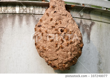 Insect Kirosuzubee 107248077