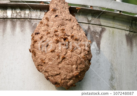 Insect Kirosuzubee 107248087