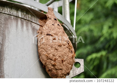 昆蟲基洛祖貝 107248122